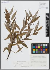 Foto von Salix alba L. x Salix fragilis L.